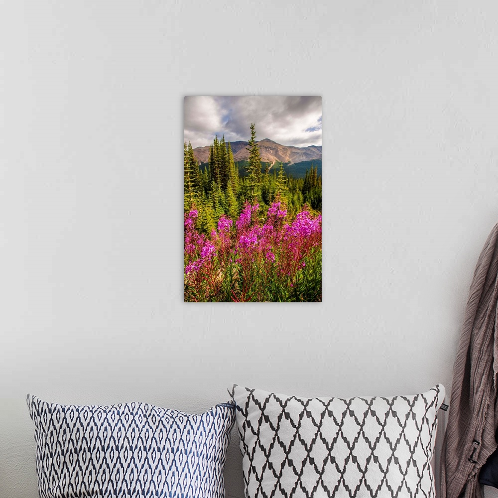 A bohemian room featuring Bright Fireweed flowers in Banff National Park, Alberta, Canada.
