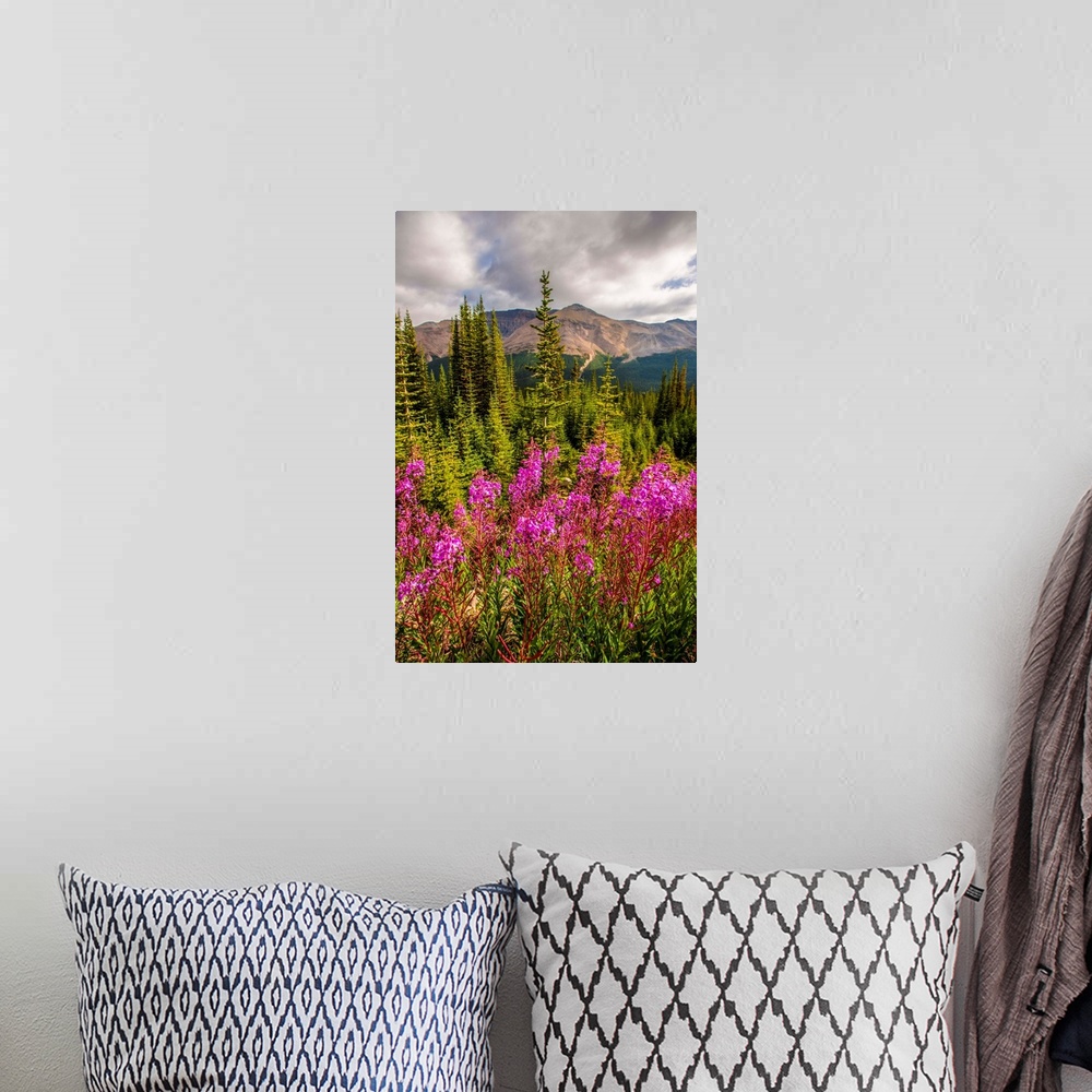 A bohemian room featuring Bright Fireweed flowers in Banff National Park, Alberta, Canada.