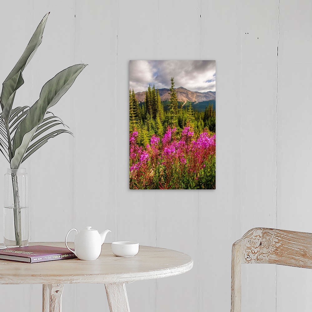 A farmhouse room featuring Bright Fireweed flowers in Banff National Park, Alberta, Canada.