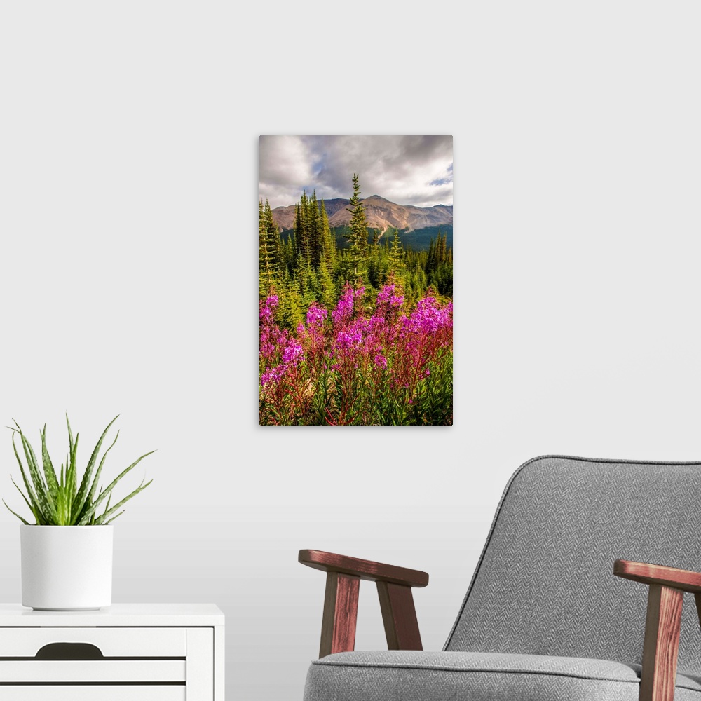 A modern room featuring Bright Fireweed flowers in Banff National Park, Alberta, Canada.