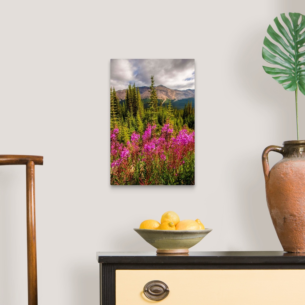 A traditional room featuring Bright Fireweed flowers in Banff National Park, Alberta, Canada.
