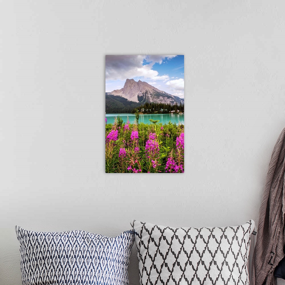 A bohemian room featuring Fireweed flowers near Emerald Lake with Wapta Mountain in Yoho National Park, British Columbia, C...