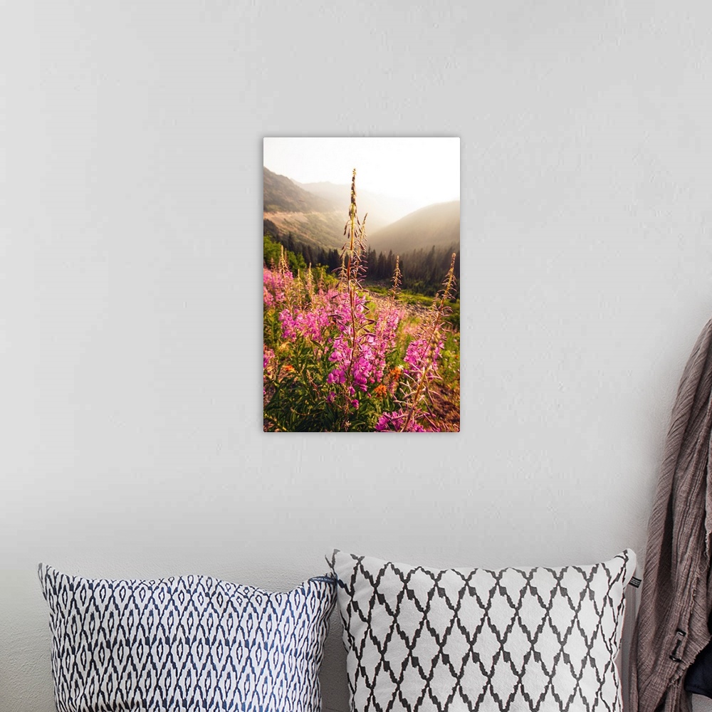 A bohemian room featuring View of a tall stalk of Fireweed (Chamaenerion) in the wilderness of Mount Rainier National Park,...