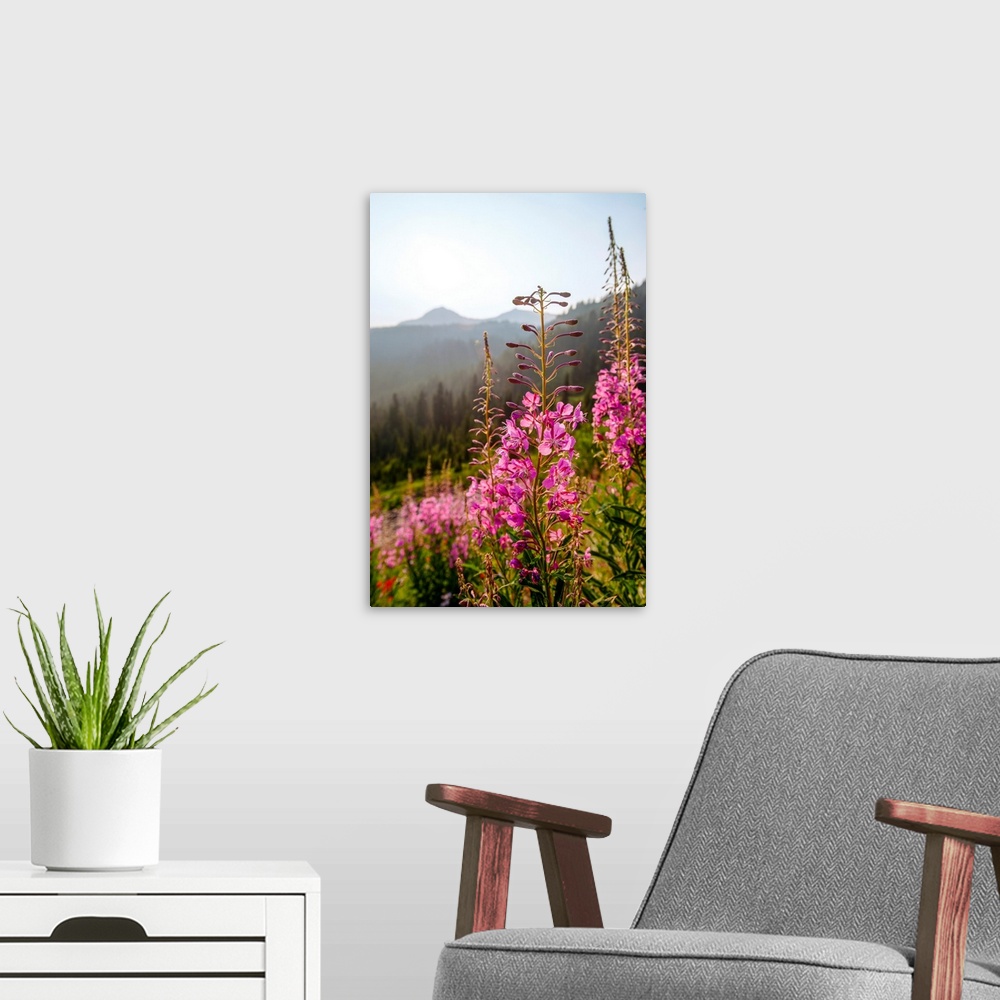A modern room featuring View of tall stalks of Fireweed (Chamaenerion) in the wilderness of Mount Rainier National Park, ...