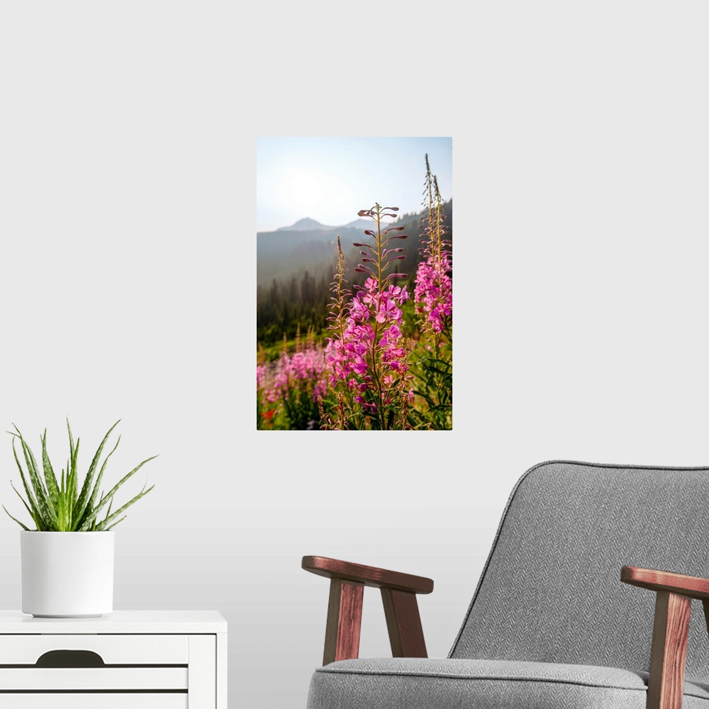A modern room featuring View of tall stalks of Fireweed (Chamaenerion) in the wilderness of Mount Rainier National Park, ...
