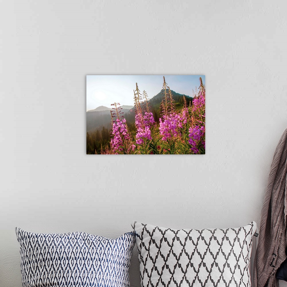 A bohemian room featuring View of tall stalks of Fireweed (Chamaenerion) in the wilderness of Mount Rainier National Park, ...