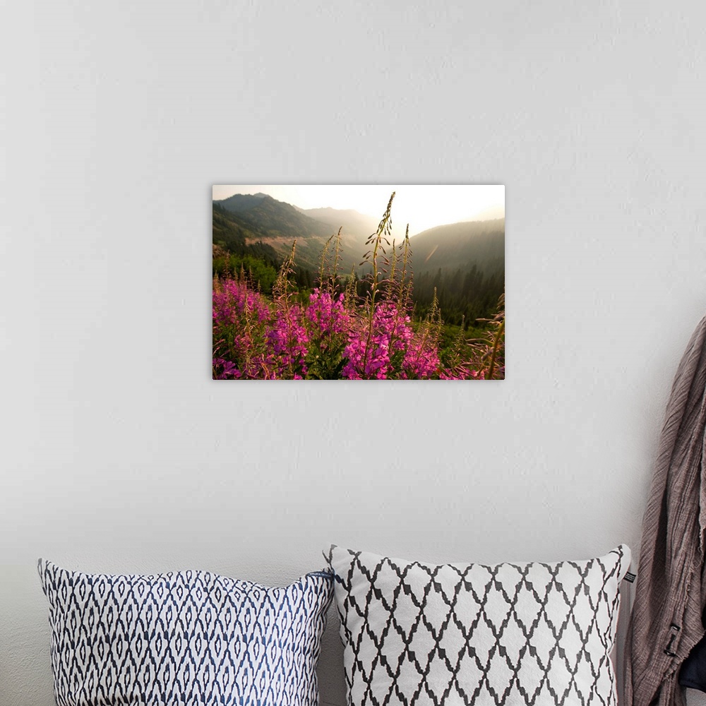 A bohemian room featuring View of a tall stalk of Fireweed (Chamaenerion) in the wilderness of Mount Rainier National Park,...
