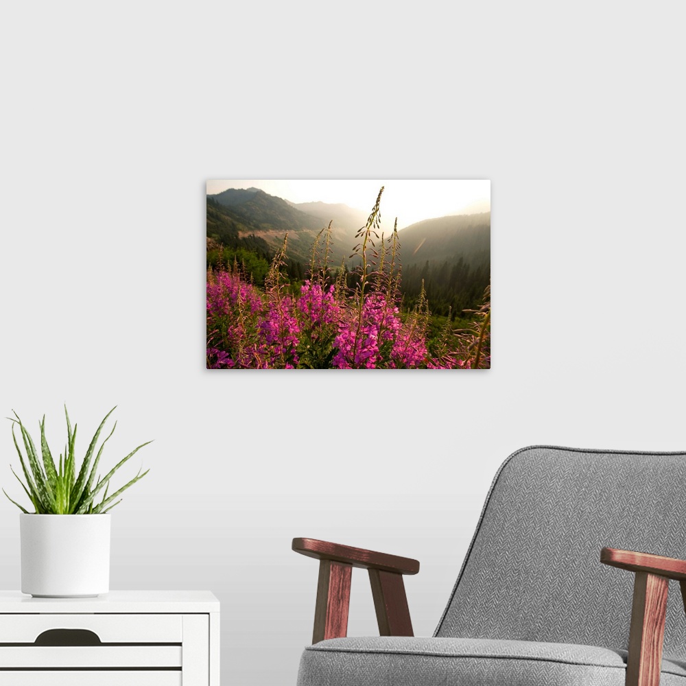 A modern room featuring View of a tall stalk of Fireweed (Chamaenerion) in the wilderness of Mount Rainier National Park,...