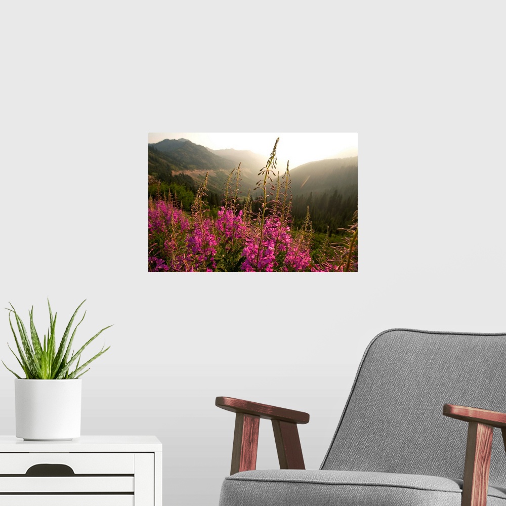 A modern room featuring View of a tall stalk of Fireweed (Chamaenerion) in the wilderness of Mount Rainier National Park,...
