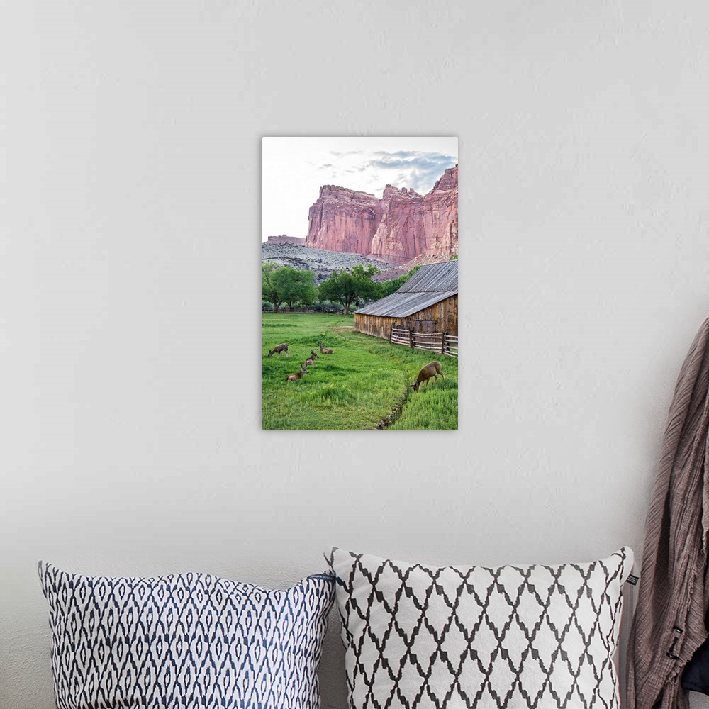 A bohemian room featuring Deer grazing near the Gifford Homestead at Capitol Reef National Park.