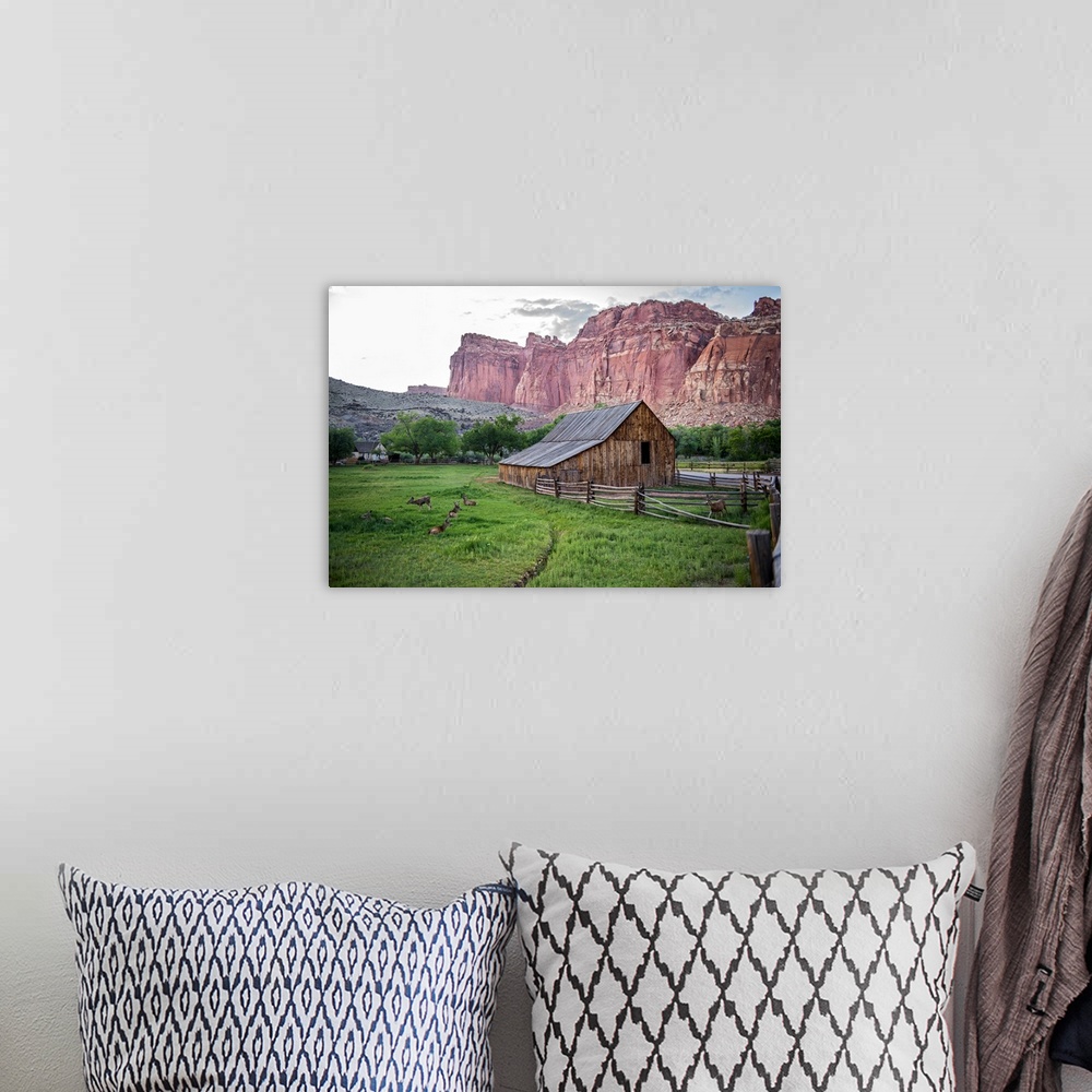 A bohemian room featuring Deer grazing near the Gifford Homestead at Capitol Reef National Park.