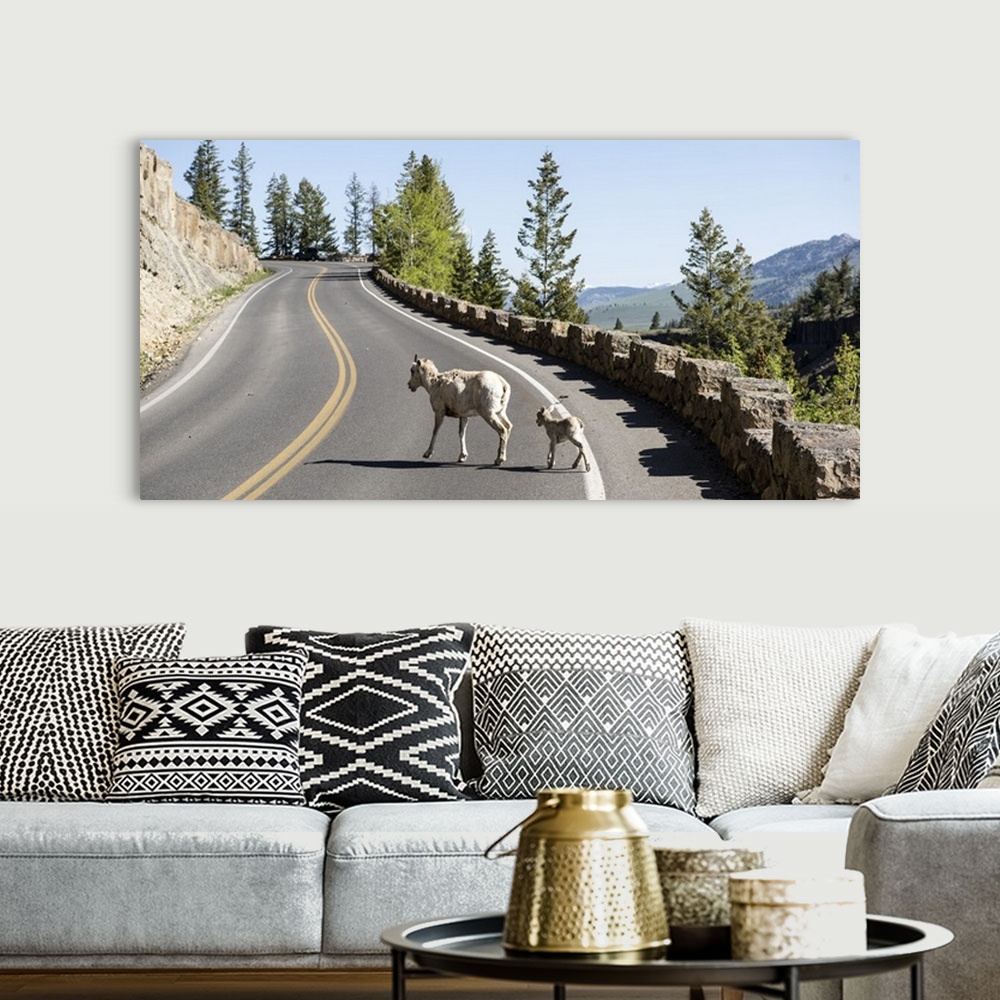 A bohemian room featuring A goat on a road at Yellowstone National Park.
