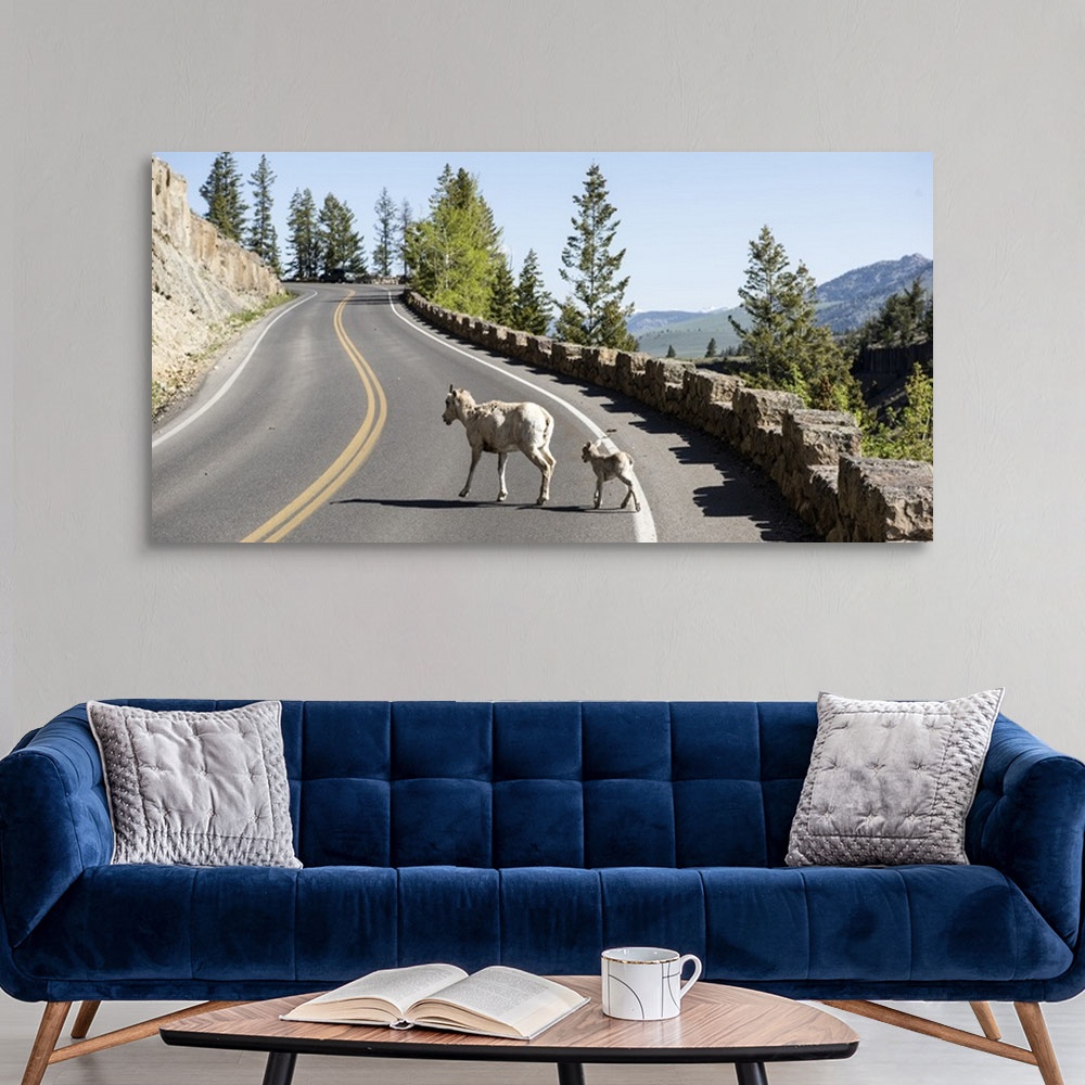 A modern room featuring A goat on a road at Yellowstone National Park.