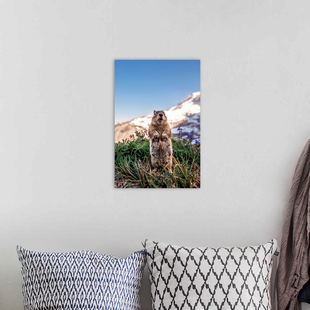 A bohemian room featuring Golden-Mantled ground squirrel (Spermophilus saturatus) looks around with Mount Rainier in the ba...