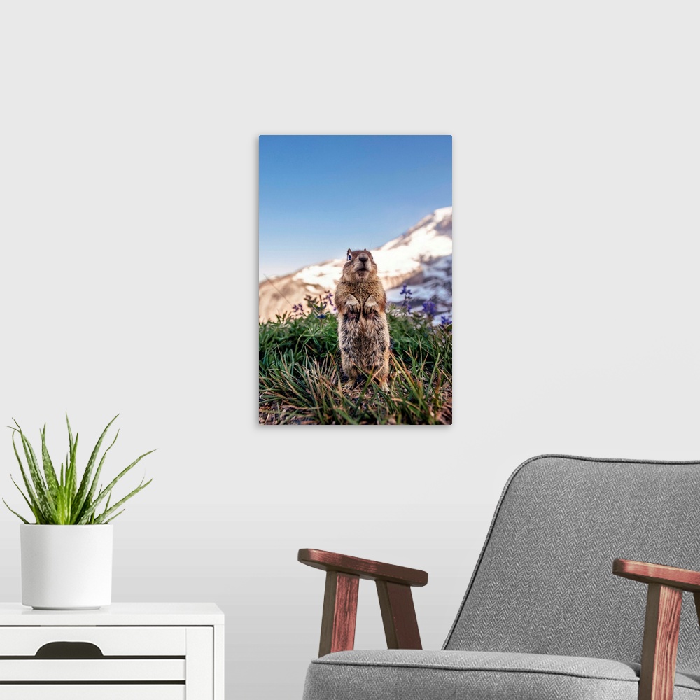 A modern room featuring Golden-Mantled ground squirrel (Spermophilus saturatus) looks around with Mount Rainier in the ba...
