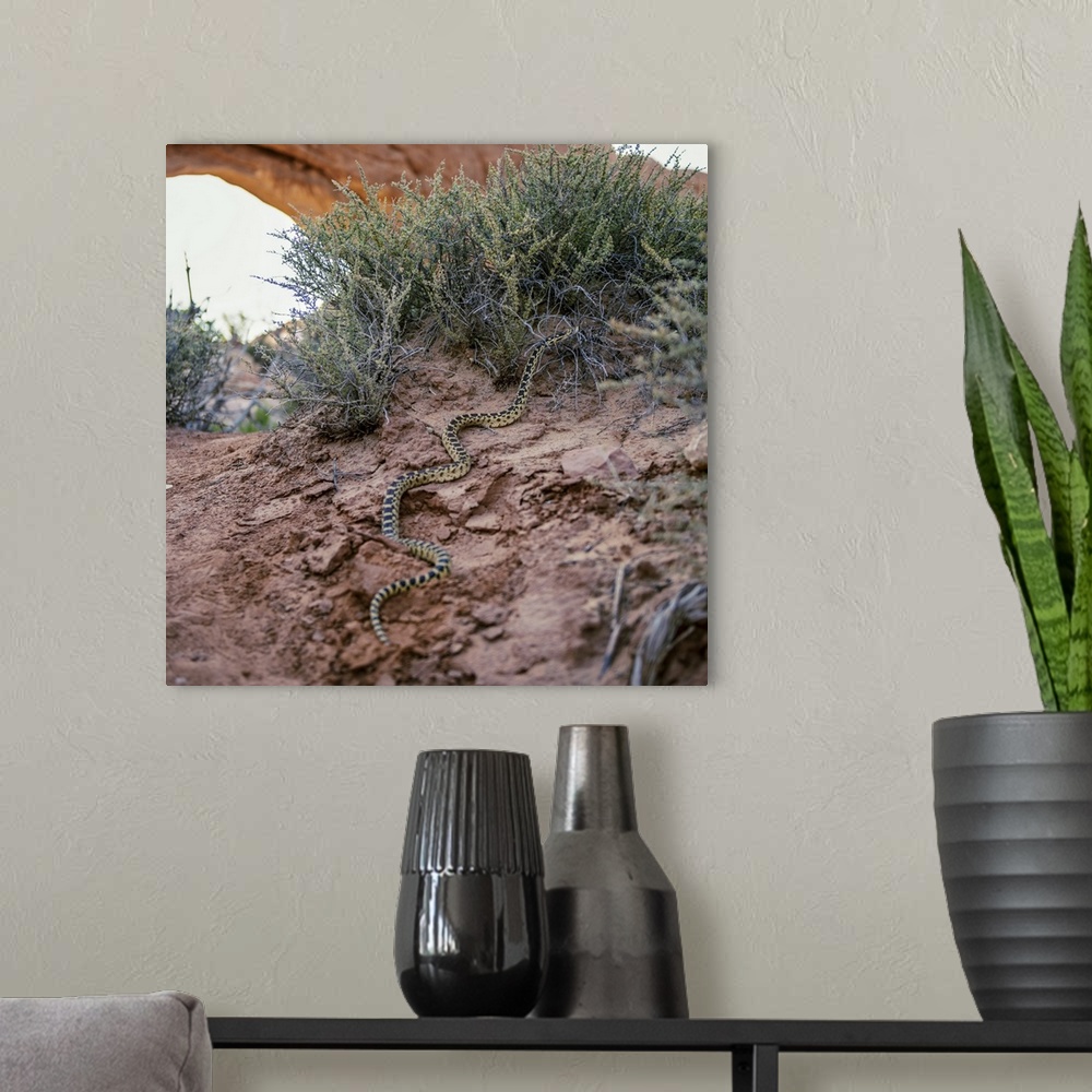 A modern room featuring A Great Basin Gopher Snake crawling on the rocky desert floor in Canyonlands National Park, Utah.