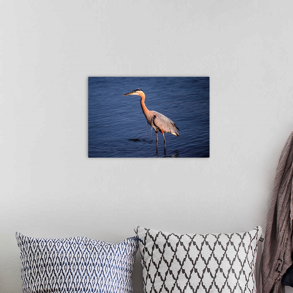 A bohemian room featuring View of a Great Blue Heron in Vancouver, British Columbia, Canada.