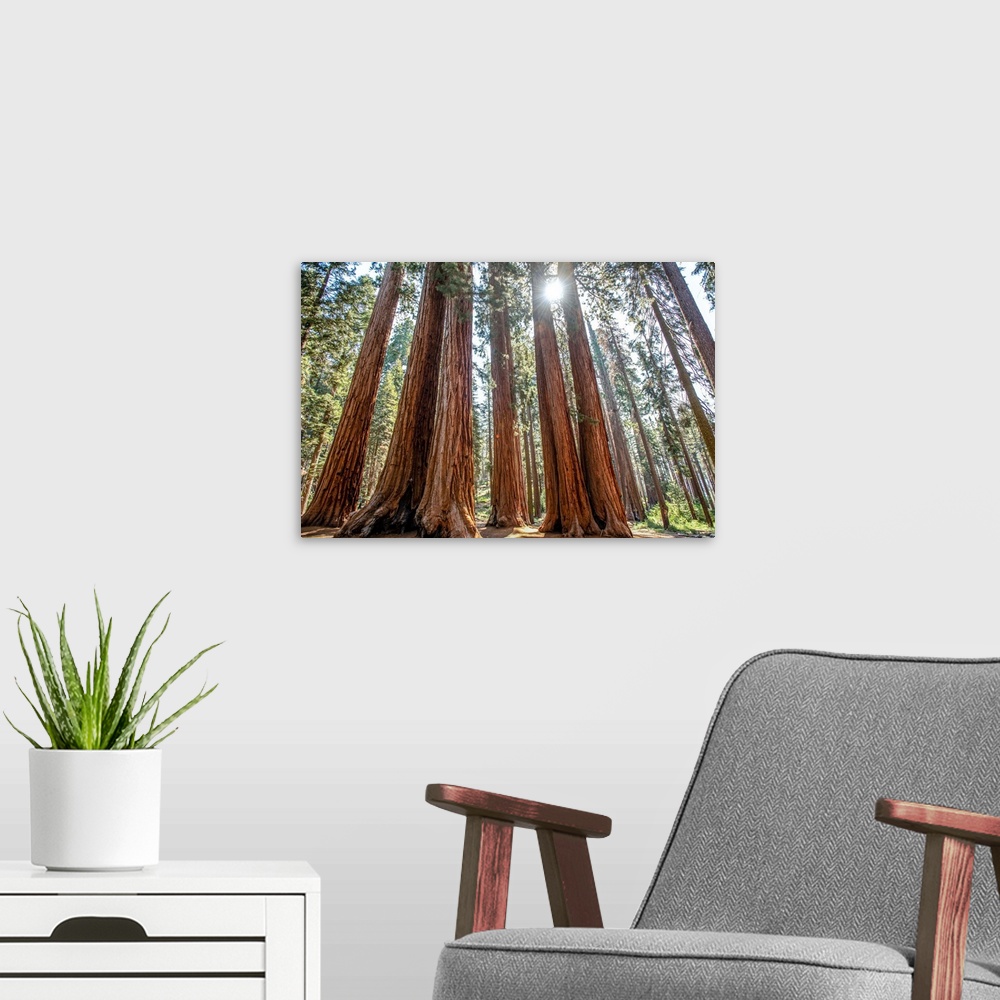 A modern room featuring View of a group of Sequoia trees in Sequoia National Park, California.