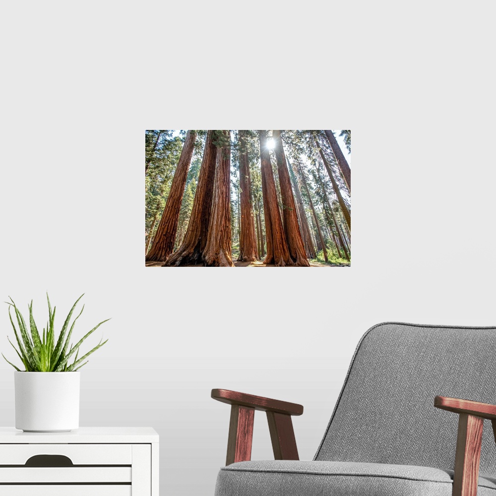 A modern room featuring View of a group of Sequoia trees in Sequoia National Park, California.