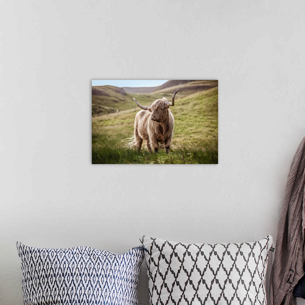 A bohemian room featuring Photograph of a highland cow in the lush green rolling hills of Scotland, UK.