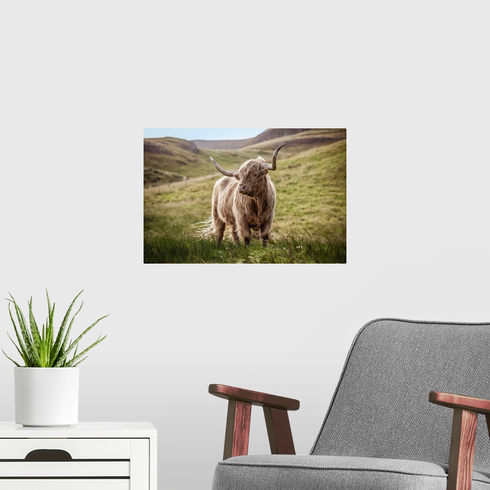 A modern room featuring Photograph of a highland cow in the lush green rolling hills of Scotland, UK.