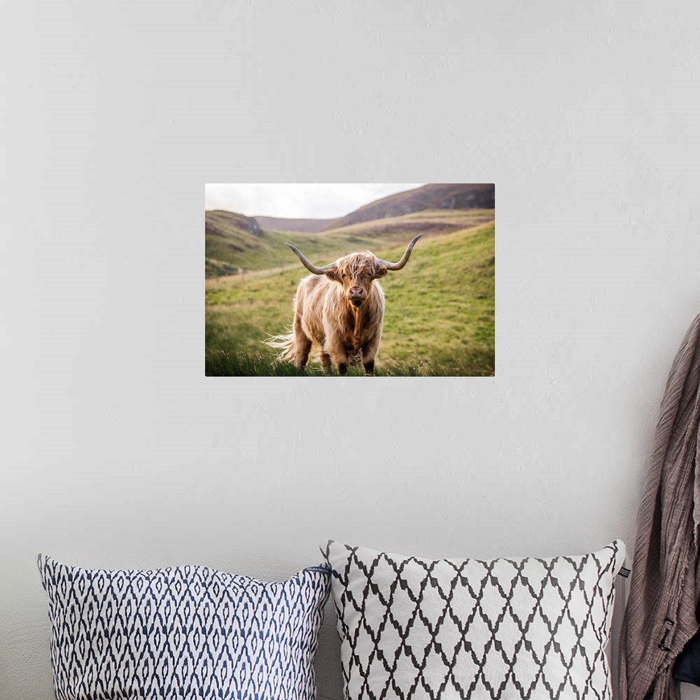 A bohemian room featuring Photograph of a highland cow looking straight at you in the rolling hills of Scotland, UK.