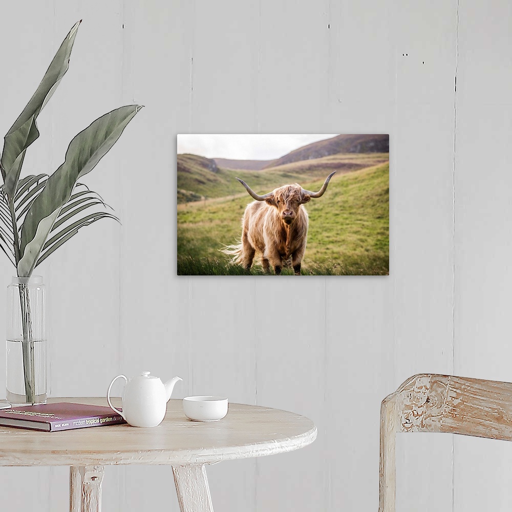 A farmhouse room featuring Photograph of a highland cow looking straight at you in the rolling hills of Scotland, UK.