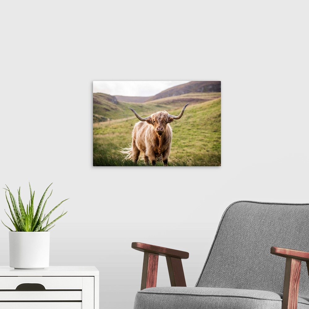 A modern room featuring Photograph of a highland cow looking straight at you in the rolling hills of Scotland, UK.