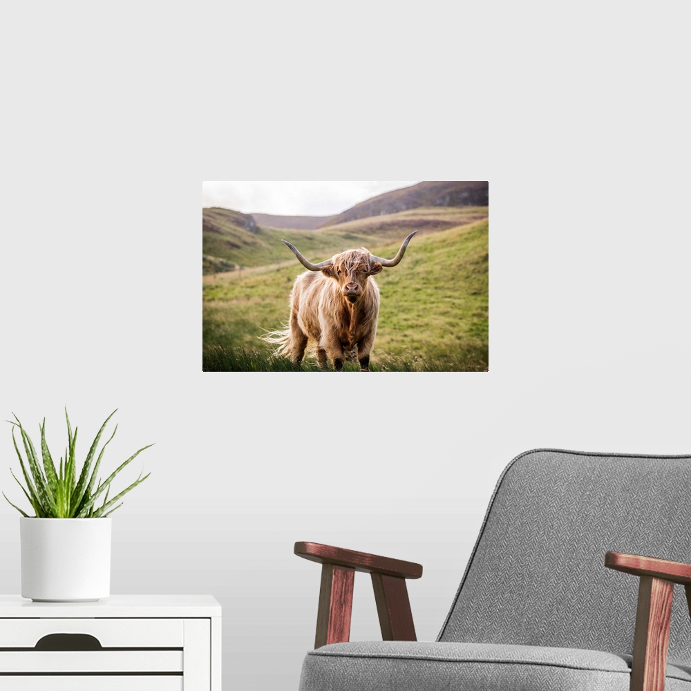 A modern room featuring Photograph of a highland cow looking straight at you in the rolling hills of Scotland, UK.