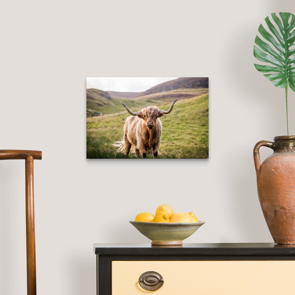 A traditional room featuring Photograph of a highland cow looking straight at you in the rolling hills of Scotland, UK.