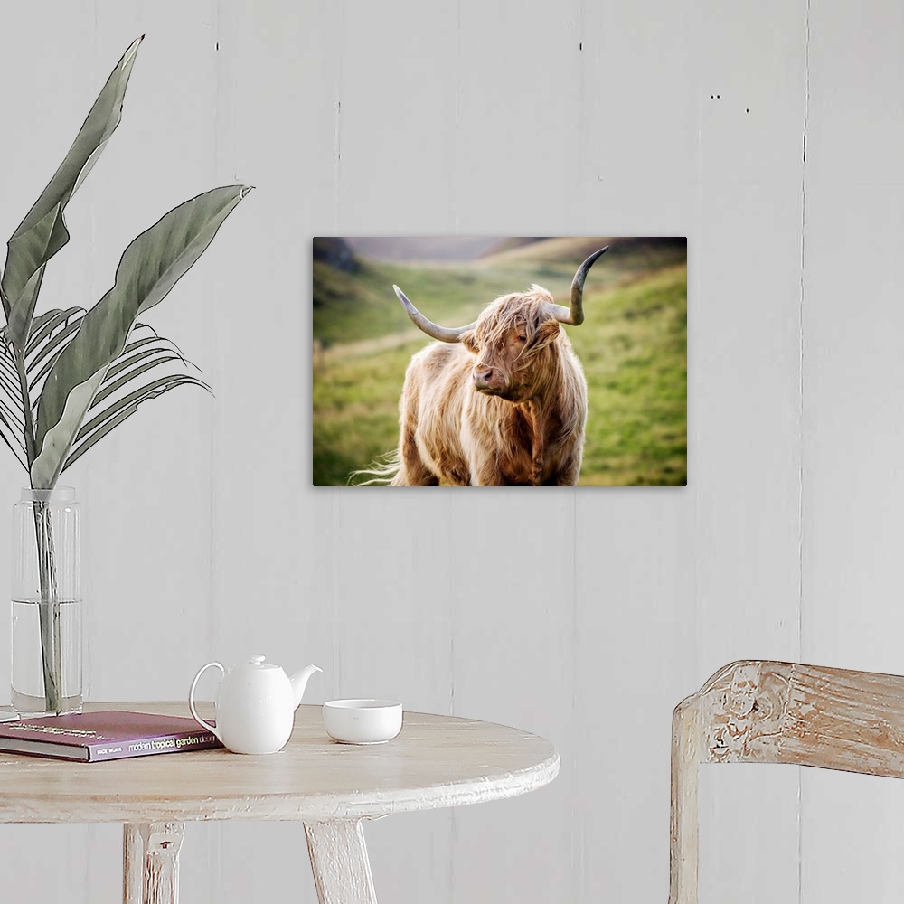 A farmhouse room featuring Photograph of a highland cow in the rolling hills of Scotland.