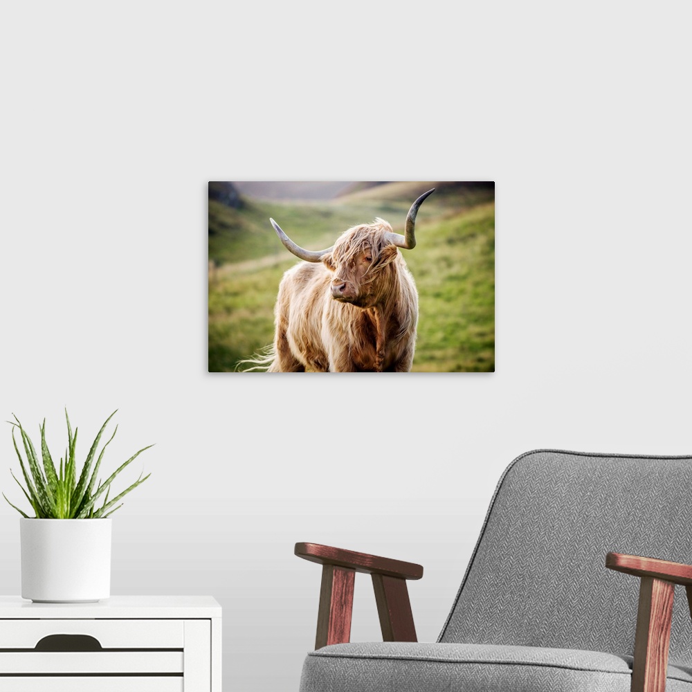 A modern room featuring Photograph of a highland cow in the rolling hills of Scotland.