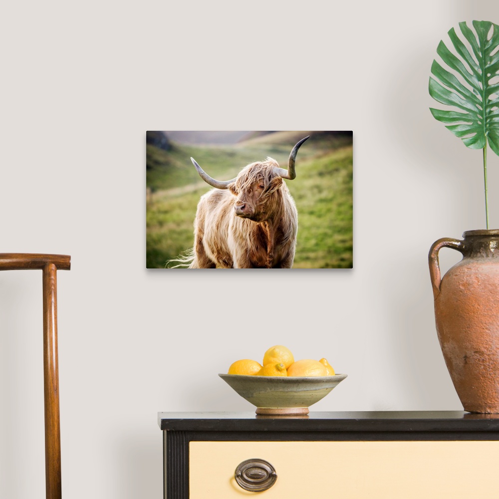 A traditional room featuring Photograph of a highland cow in the rolling hills of Scotland.