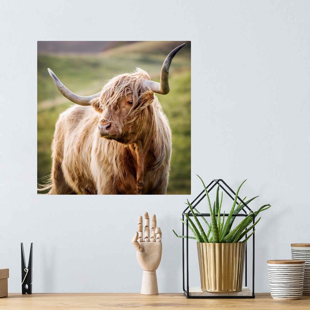 A bohemian room featuring Square photograph of a highland cow in the rolling hills of Scotland.