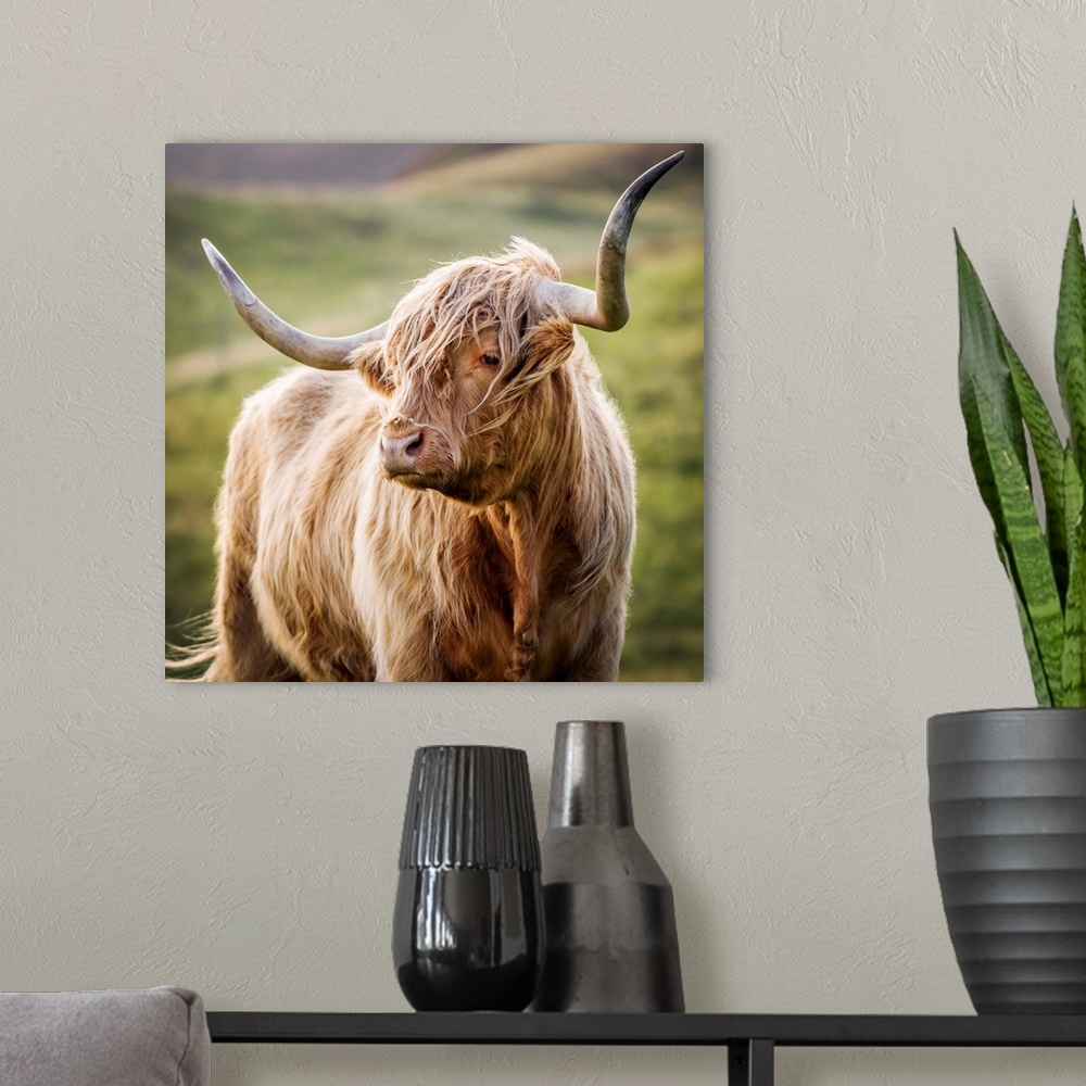 A modern room featuring Square photograph of a highland cow in the rolling hills of Scotland.