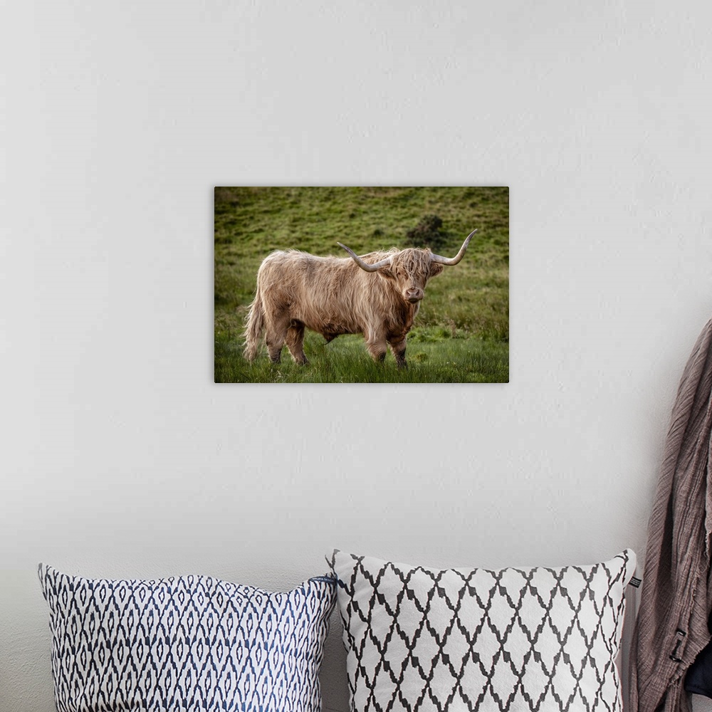 A bohemian room featuring Photograph of a highland cow in the lush green grass of Scotland, UK.