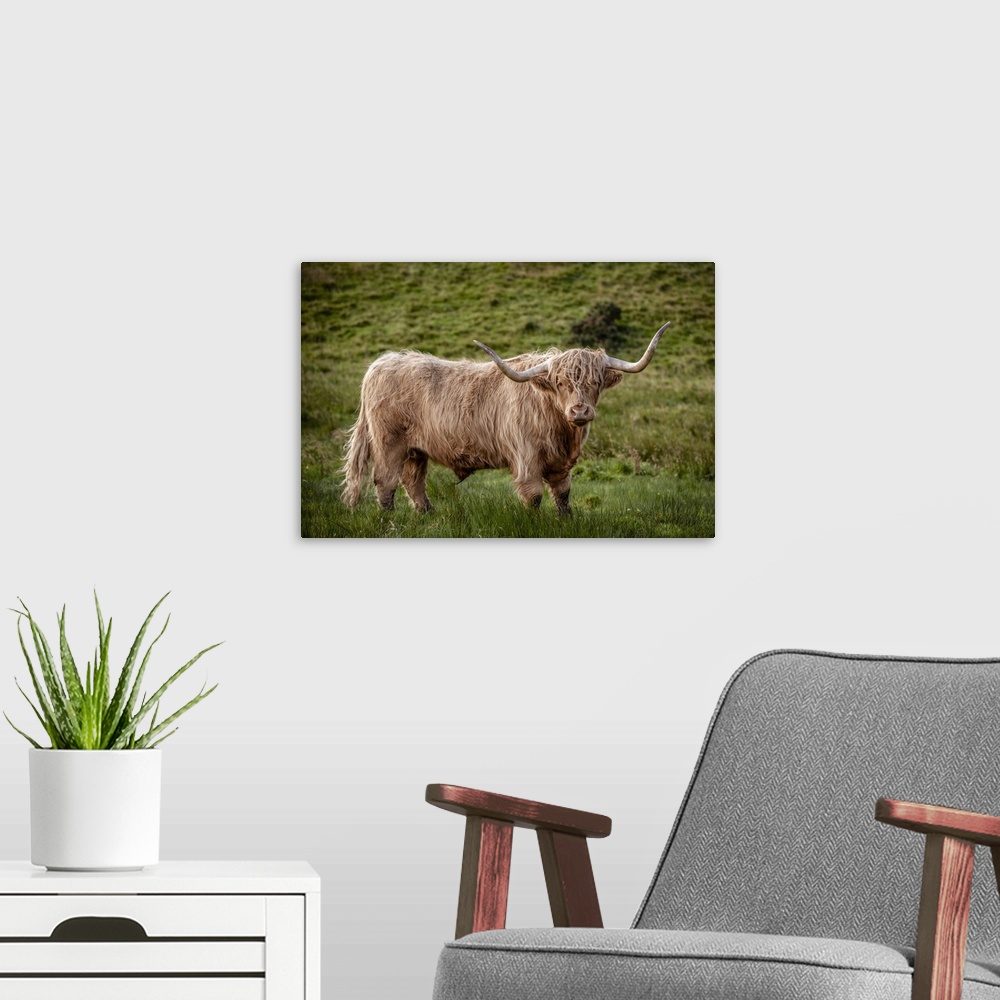 A modern room featuring Photograph of a highland cow in the lush green grass of Scotland, UK.