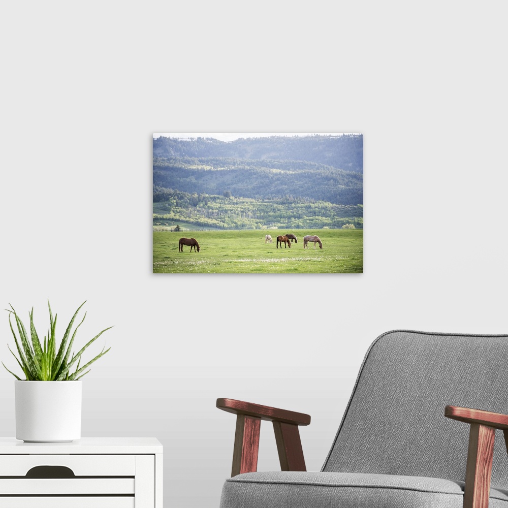 A modern room featuring A herd of horses grazing in a pasture in Arches National Park, Utah.