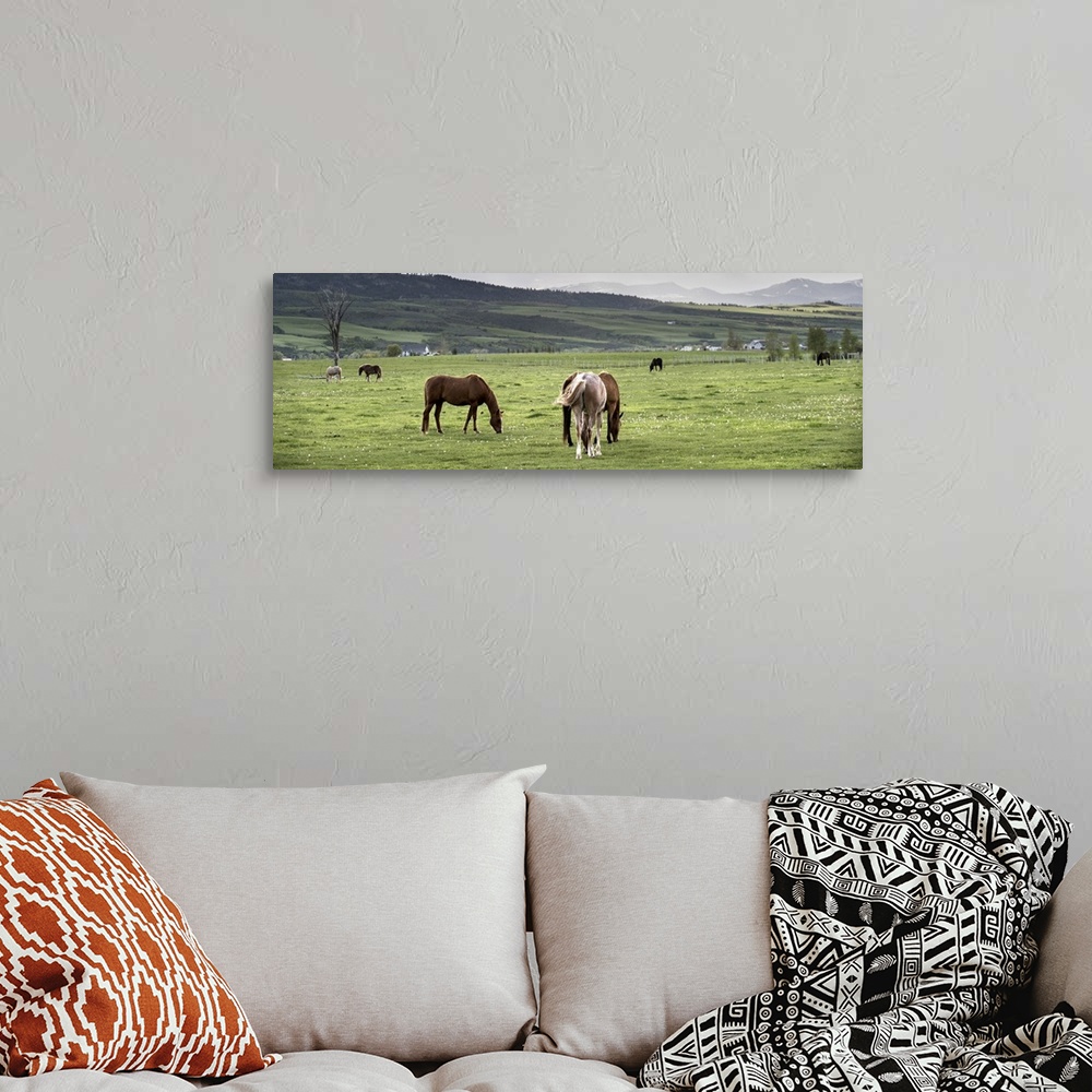A bohemian room featuring A herd of horses grazing in a pasture in Arches National Park, Utah.