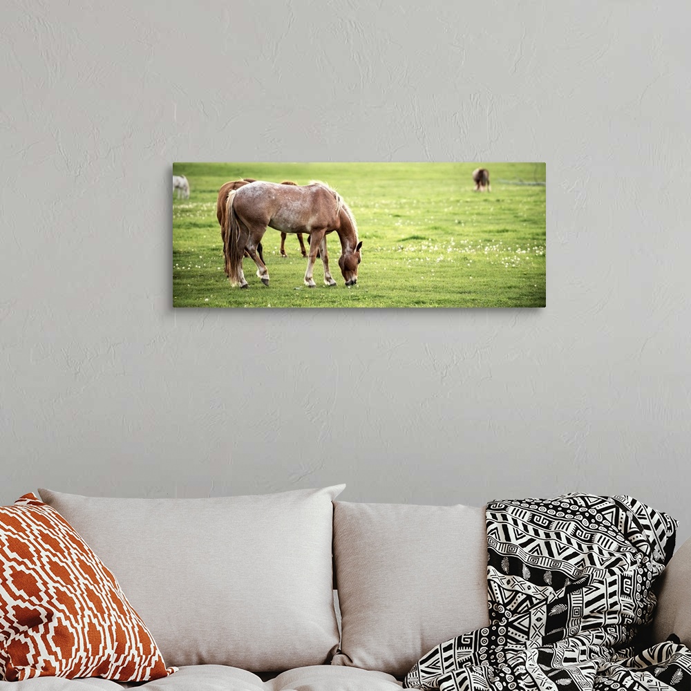 A bohemian room featuring A herd of horses grazing in a pasture in Arches National Park, Utah.