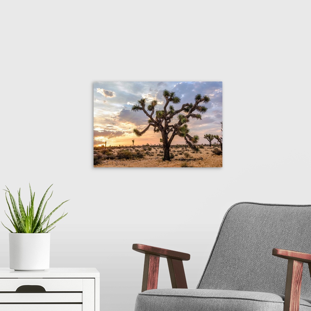 A modern room featuring View of a large Joshua tree and desert vegetation after dawn in California.