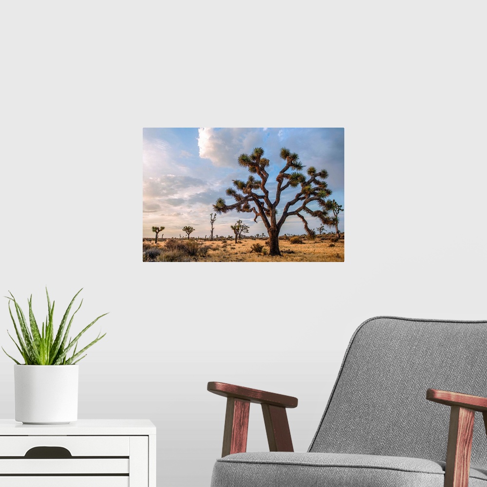 A modern room featuring View of a large Joshua tree and desert vegetation in California.