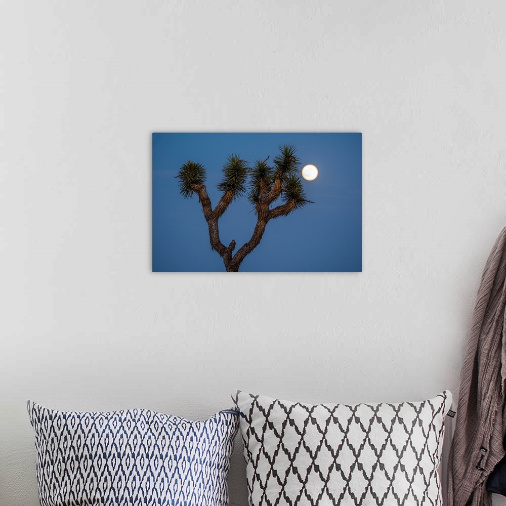 A bohemian room featuring Upwards view of a Joshua Tree branches with moon in the background, California.