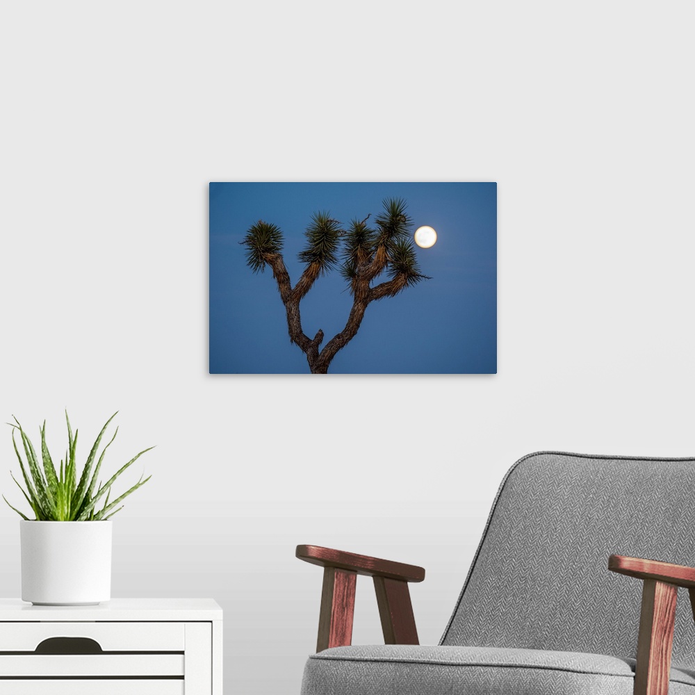 A modern room featuring Upwards view of a Joshua Tree branches with moon in the background, California.