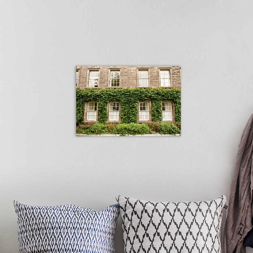 A bohemian room featuring Photograph of a leafy facade on a building in Dublin, Ireland, filled with rows of windows.