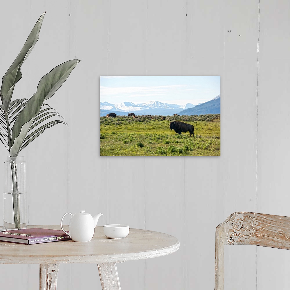 A farmhouse room featuring Bison in a meadow at Yellowstone National Park.