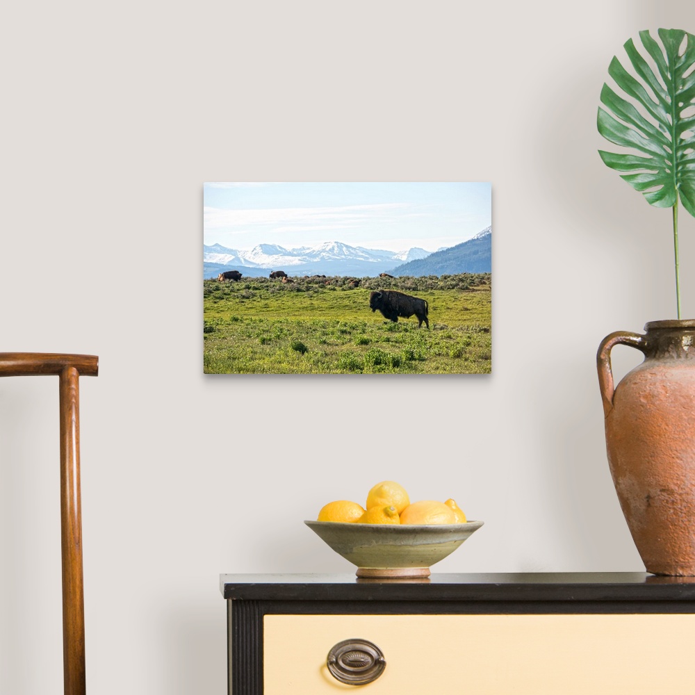 A traditional room featuring Bison in a meadow at Yellowstone National Park.