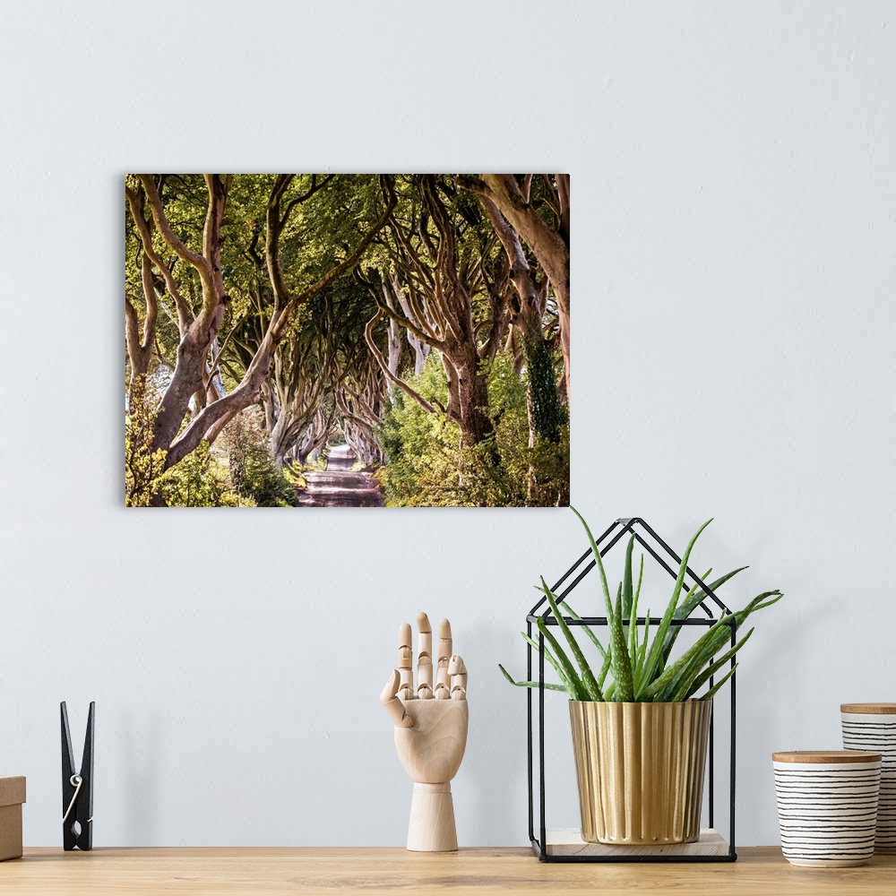 A bohemian room featuring Photograph of a majestic tree tunnel down a road in Northern Ireland. This tree tunnel was seen i...