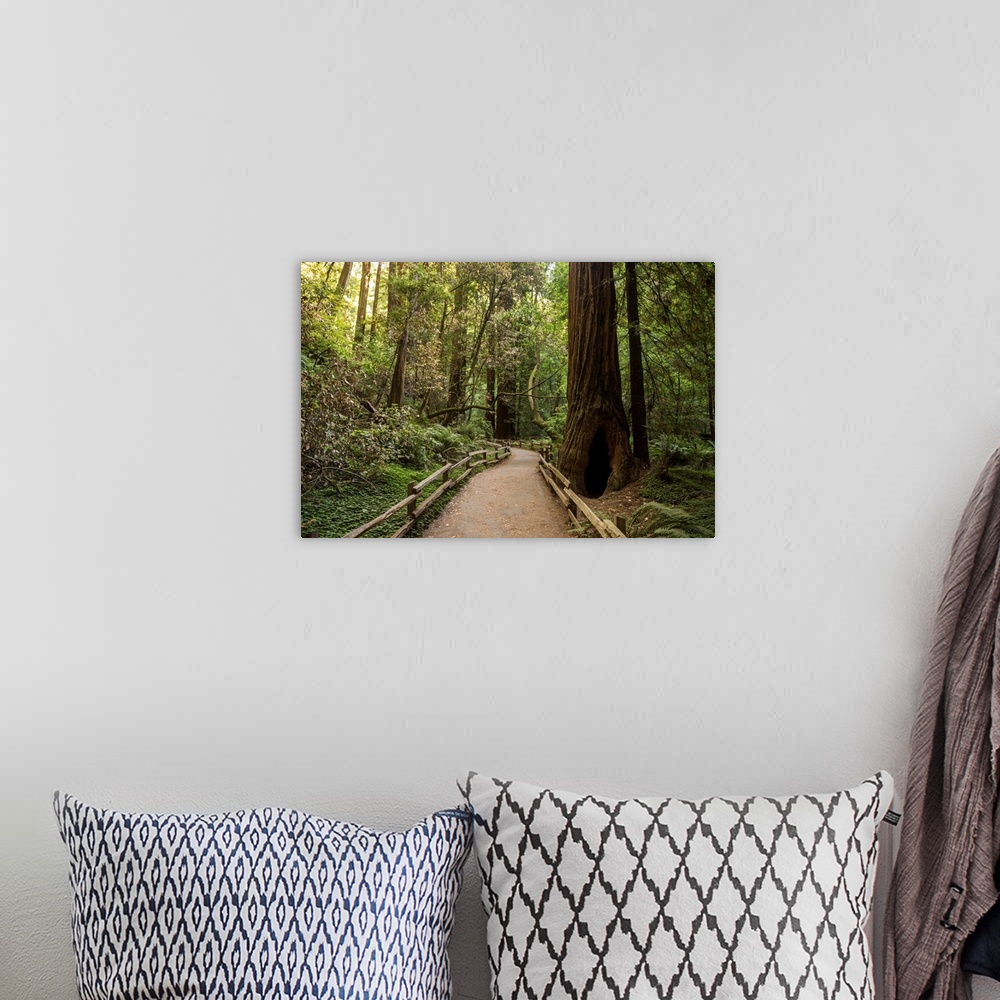 A bohemian room featuring Landscape photograph inside Muir Woods in California's Golden Gate National Recreation Area.