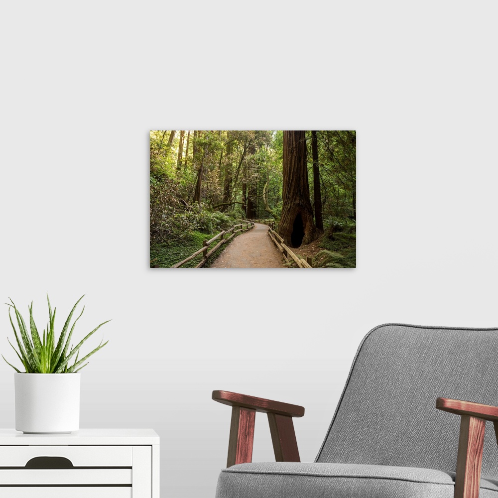 A modern room featuring Landscape photograph inside Muir Woods in California's Golden Gate National Recreation Area.